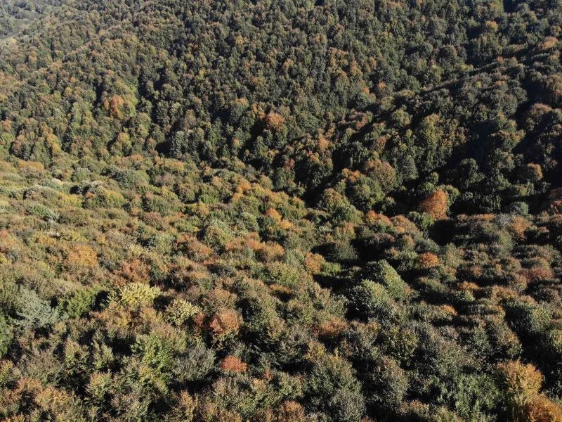 Düzce’de sonbahar güzelliği
