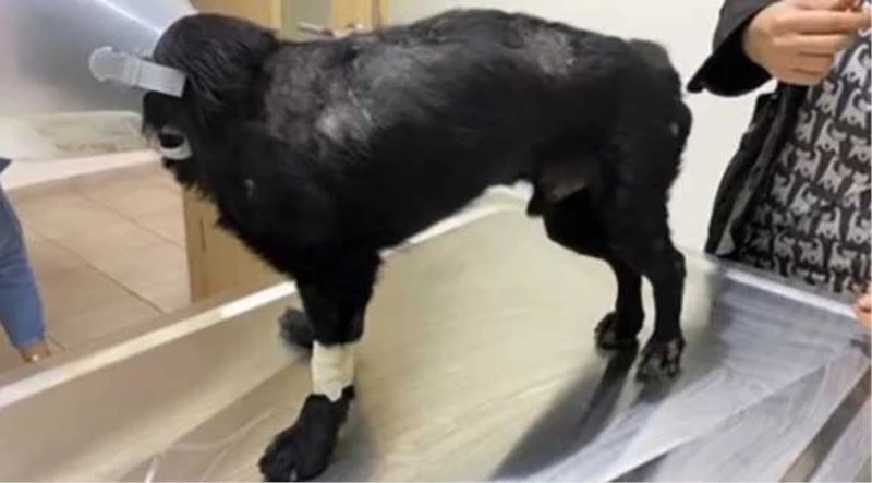 Omurilik felcine ilk umut ışığı: Kuantum Sinyal Tedavisi
