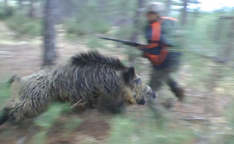 Yaban domuzunun saldırısına uğrayan avcı ölümden döndü
