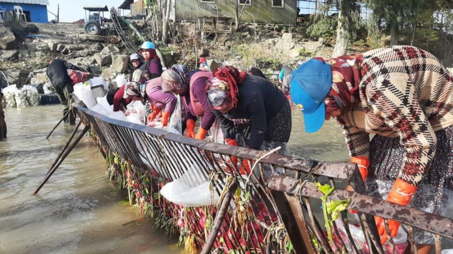 Yarım metre suda turp işçisi kadınların ekmek mücadelesi
