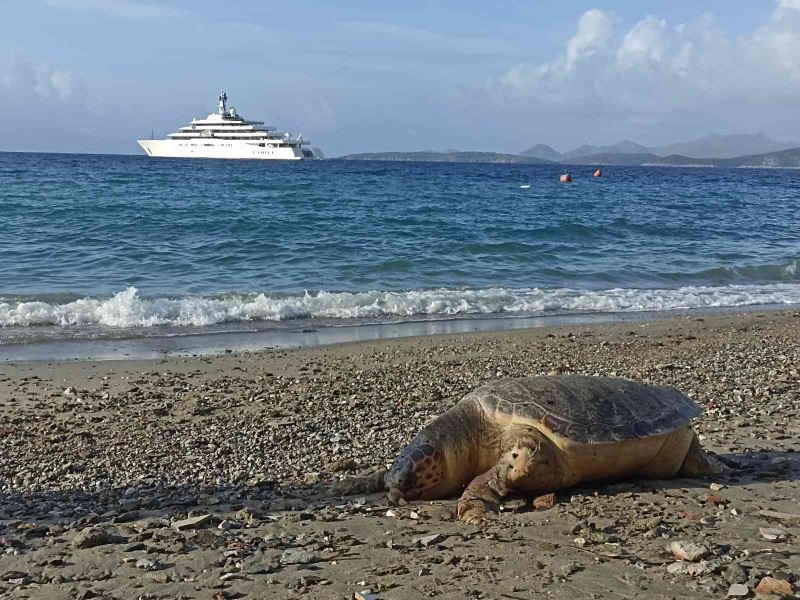 Nesli tükenmekte olan kaplumbağa ölüsü sahile vurdu
