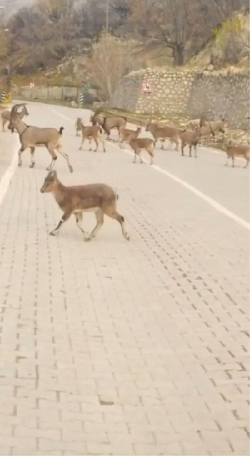 Çemişgezek’te yaban keçileri sürü halinde ilçe merkezine indi

