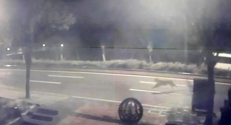 Başkent’te hayvanat bahçesinden aslan kaçtığı iddiası ortalığı karıştırdı
