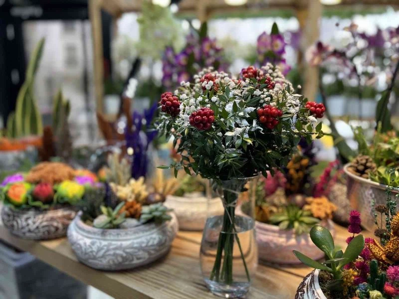 Kokina çiçekleri yılbaşına hazır
