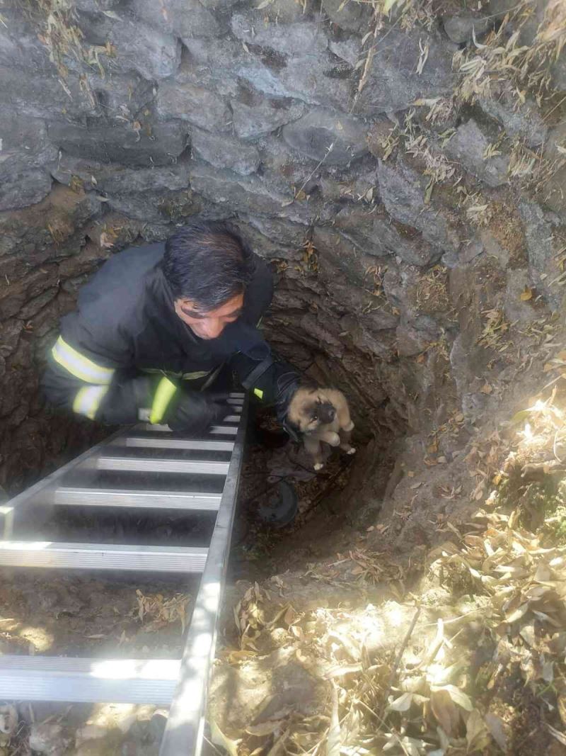 Kuyuya düşen yavru köpeği itfaiye ekipleri kurtardı

