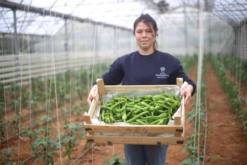 Büyükşehir, seralarda üretimini sürdürüyor
