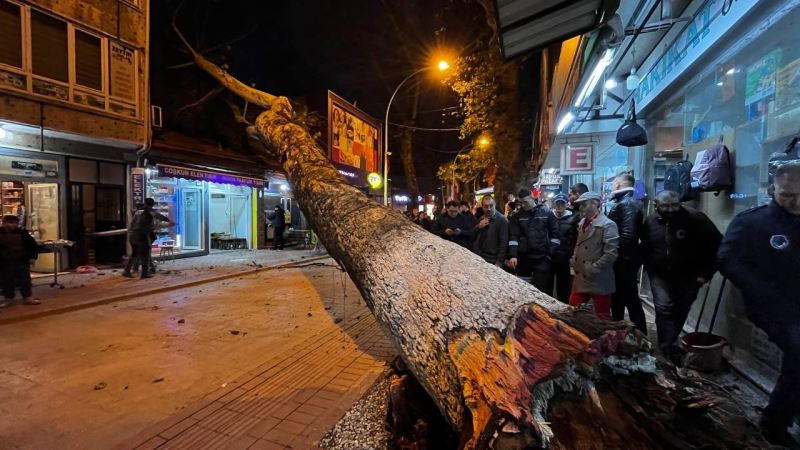 Bursa’da 40 metrelik çınar ağacı dükkanların üzerine devrildi
