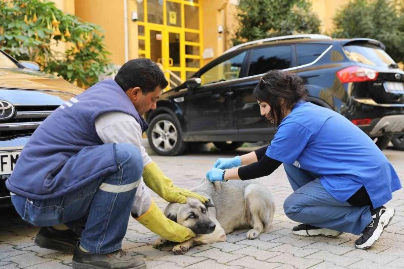 Yüreğir Belediyesi kuduz aşısı çalışması başlattı
