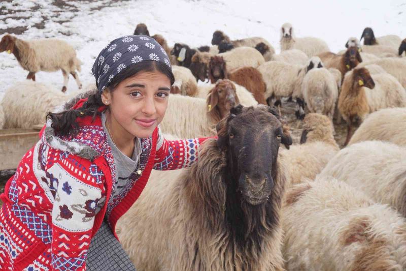 Huzur ortamı sağlanan Şırnak yaylalarında, 13 yaşındaki kız çocuğu hayatını hayvanlara adadı

