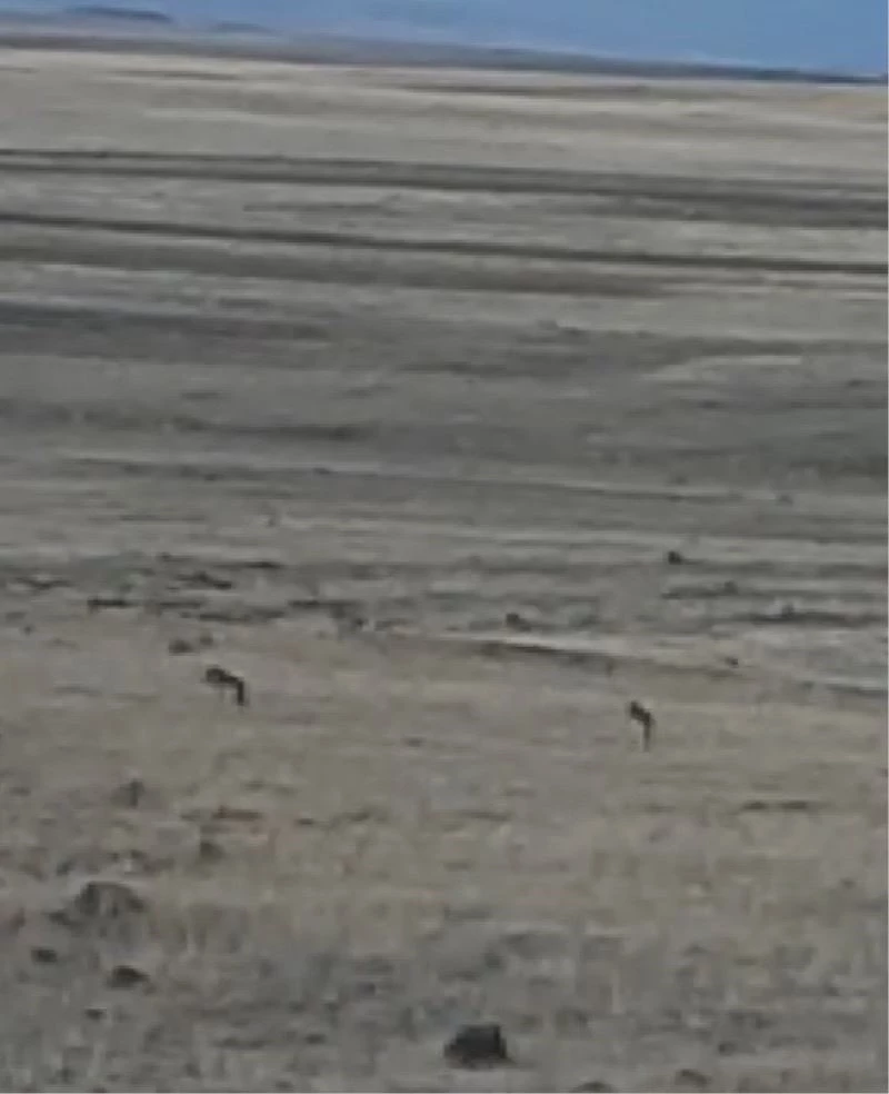 Kars’ta kurtlar yol kenarına indi
