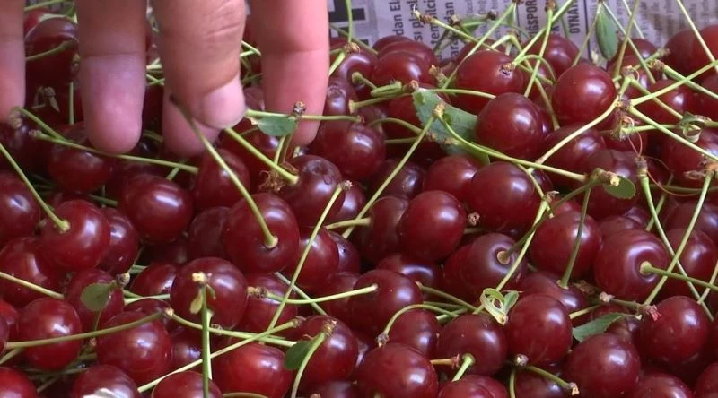 Elazığ vişnesi tescillendi
