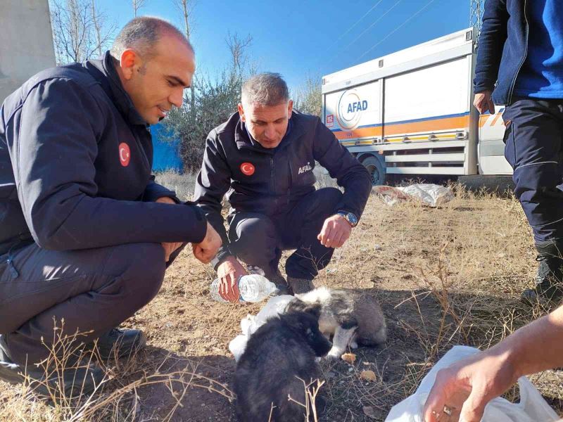 Van’da 20 metrelik kuyuya atılan 2 yavru köpek AFAD ekipleri tarafından kurtarıldı
