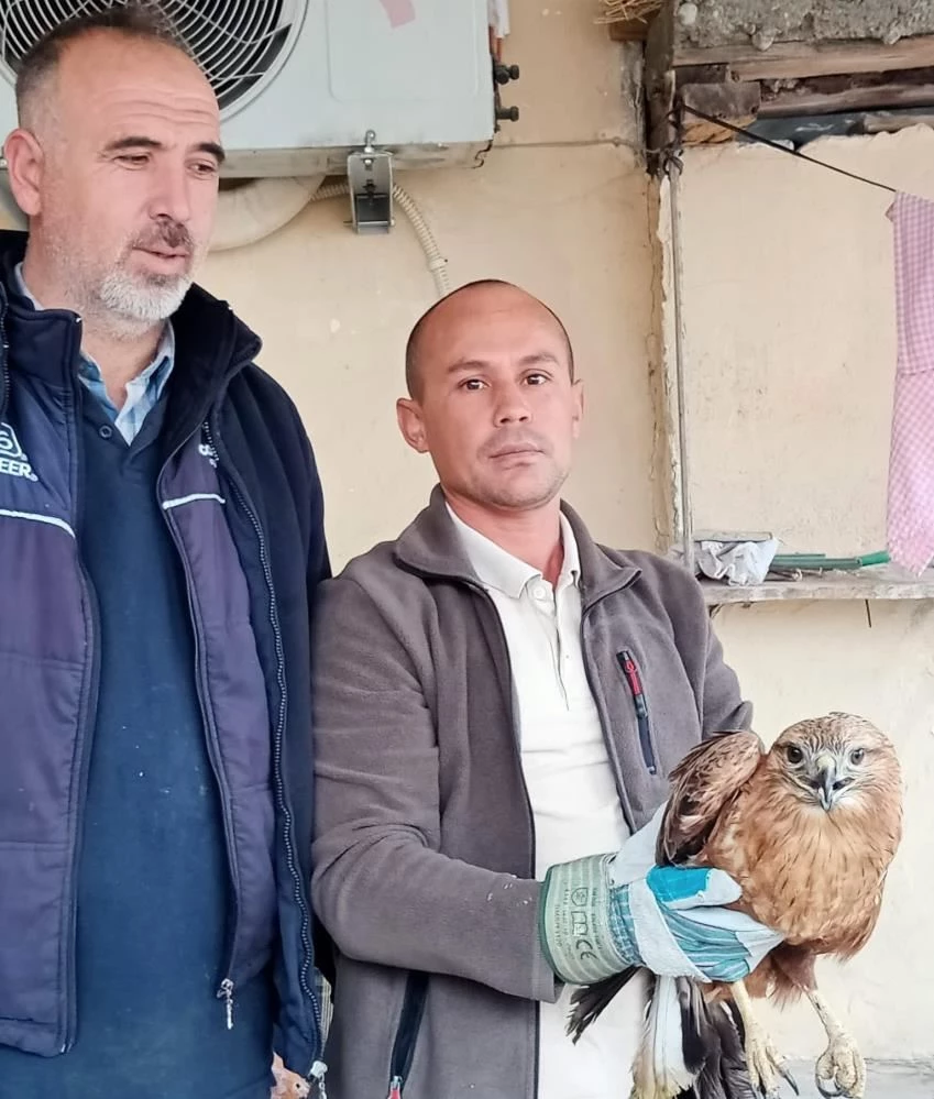 Osmaniye’de yaralı bulunan kızıl şahin ve ak çaylak tedaviye alındı