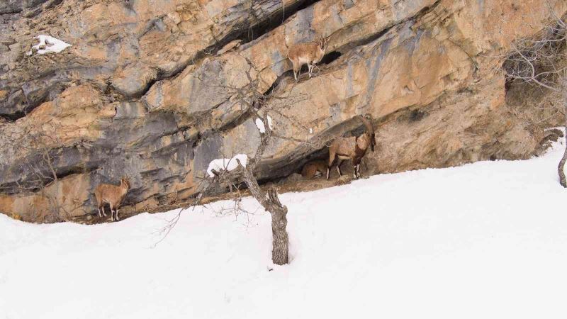 Munzur Dağlarında yaban keçileri görüntülendi
