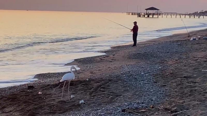 Sürüden ayrılan flamingo sahile indi
