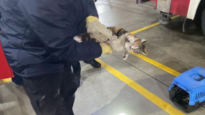 Veteriner kliniğine gitmek istemeyen kedi torpidoda saklandı
