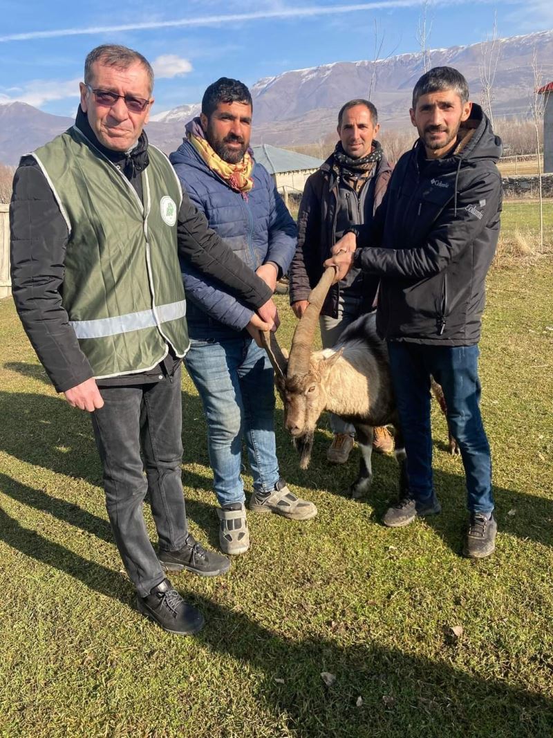 Muş’ta yırtıcı hayvan saldırısına uğrayan yaban keçisi tedavi altında alındı
