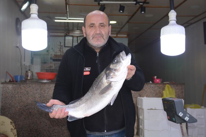 Karadeniz’de 4,5 kiloluk levrek avlandı
