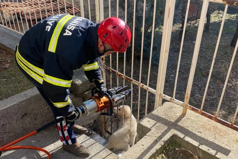 Bahçe demirlerine sıkışan köpeği itfaiye kurtardı

