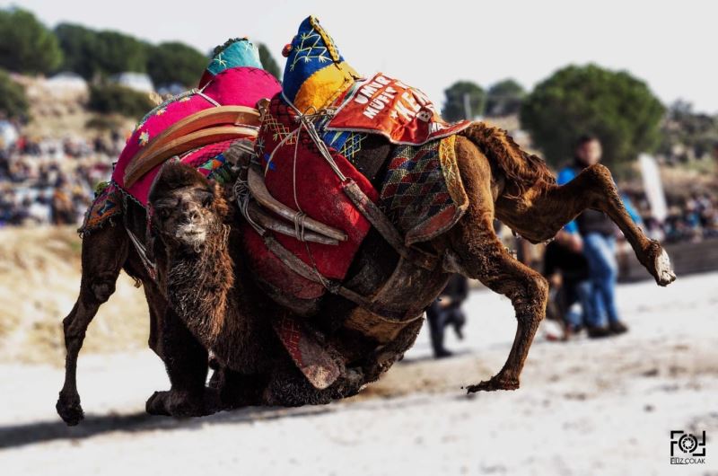 Yeni yılın ilk deve güreşi İncirliova’da yapılacak

