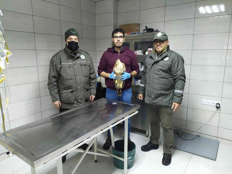 Yaralı ve bitkin halde bulunan kızıl şahinler tedavi altına alındı
