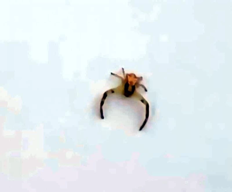 İnsanı andıran böcek görenleri hayrete düşürdü
