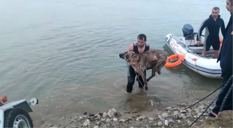 Batman Çayında mahsur kalan köpek kurtarıldı

