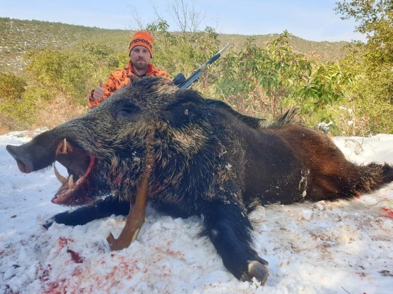 Bilecikli avcılar 160 kiloluk dev domuzu vurmak için büyük uğraş verdi
