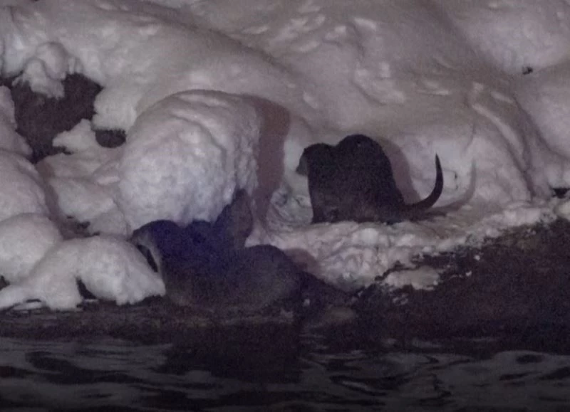 Koruma altında bulunan su samurları Munzur Çayı’nda görüntülendi
