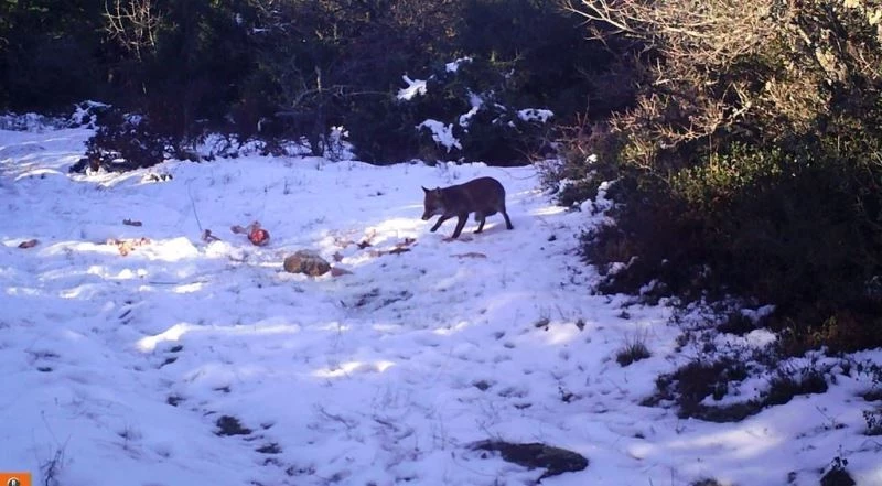 Kurtlara bırakılan etler karga ve çakallara yem oldu
