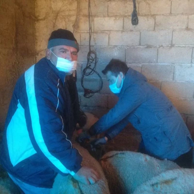 Kırklareli’nde hayvanlarda aşılama başladı
