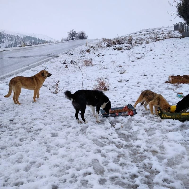 Pursaklar Belediyesi sokak hayvanlarına el uzatıyor
