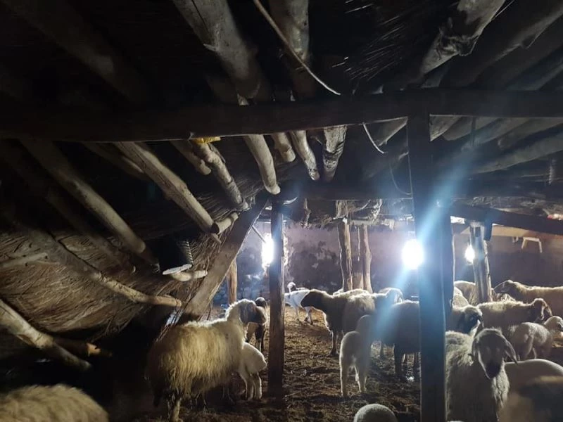 Karaman’da karın ağırlığına dayanamayan ağılının çatısı çöktü
