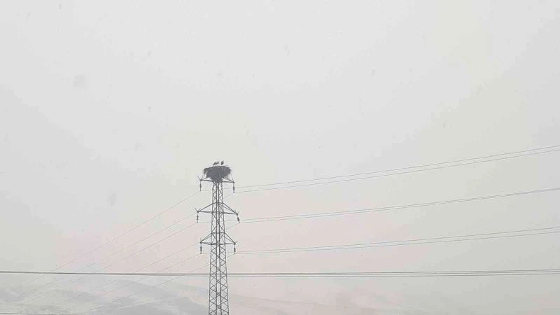 Tuzluca’da Şubat ayında gelen leylekler kara teslim oldu
