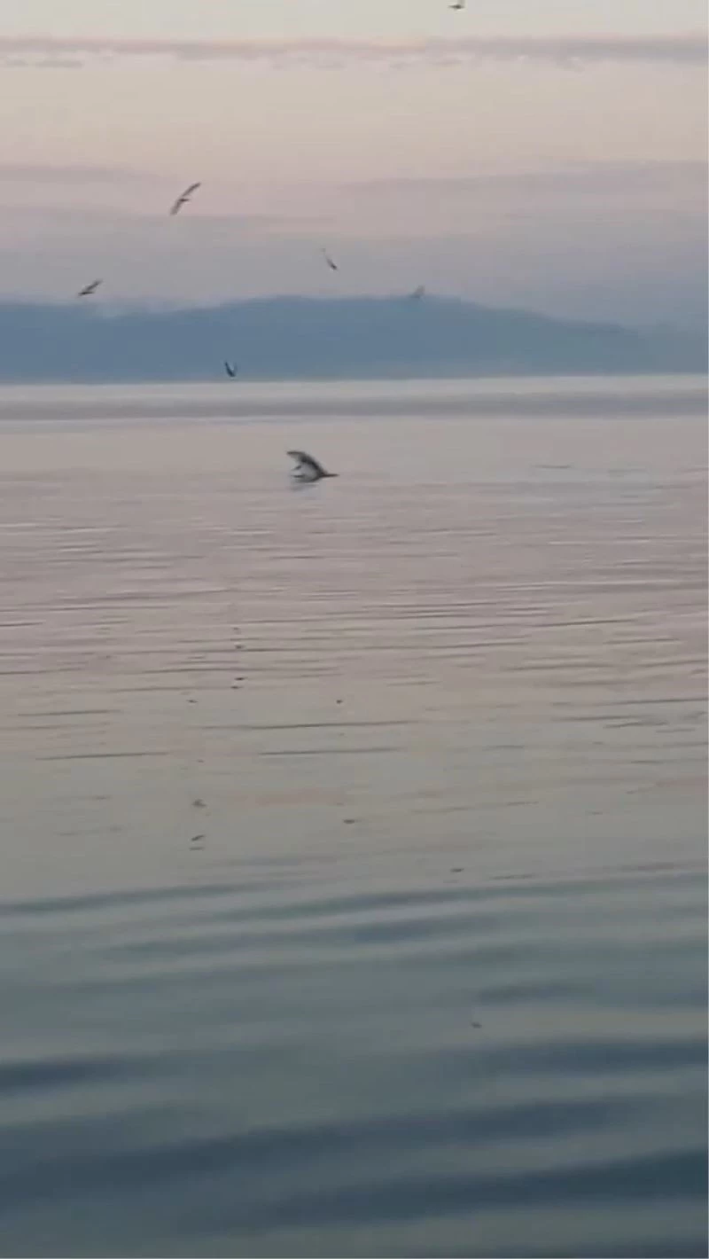 Bursa’da yunus balıklarından sürpriz ziyaret
