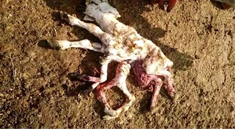 Elazığ’da 8 ayaklı kuzuyu görenler gözlerine inanamadı
