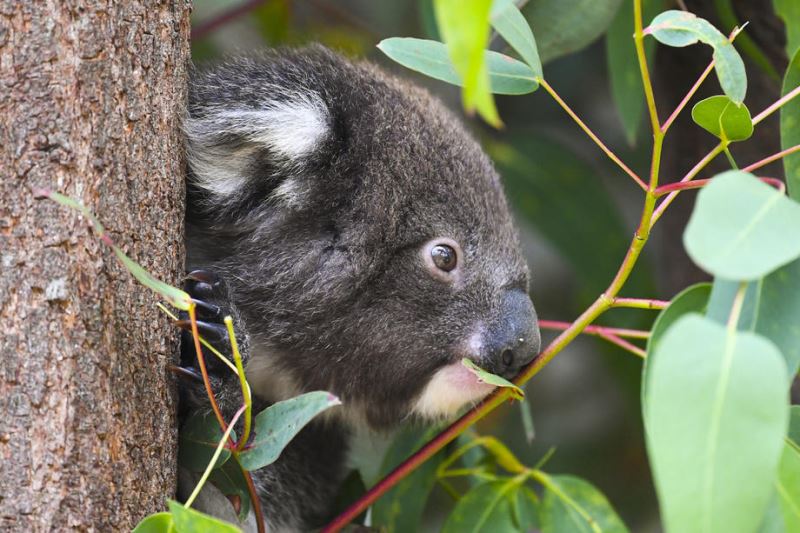 Avustralya koalaları nesli tükenmekte olan hayvanlar listesine aldı
