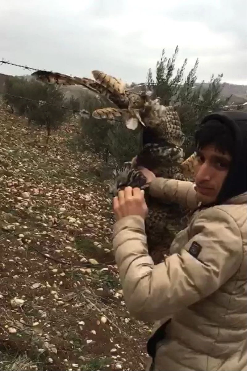 Dikenli tellere takılan baykuşu vatandaşlar kurtardı
