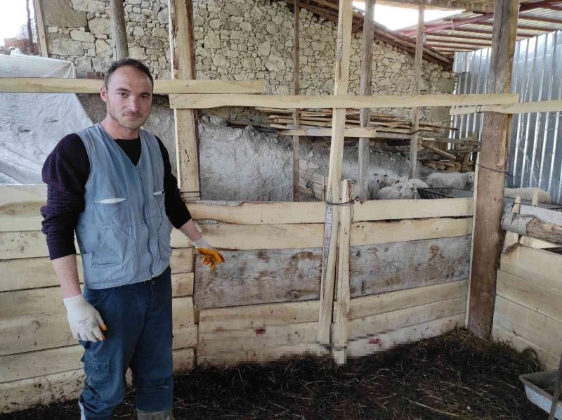 Aç kalan kurtlar ağıldaki koyunları telef etti
