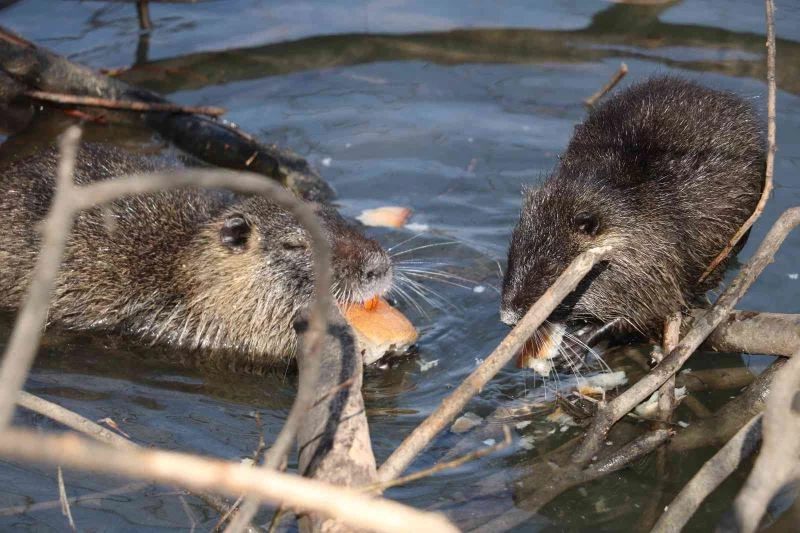 Edirne’nin su maymunları artık ekmek de yiyor

