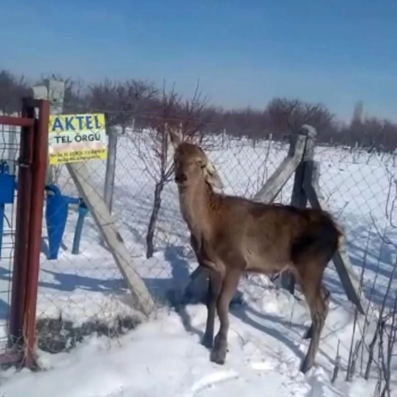 Kaçak avcıların elinden kaçmayı başardı
