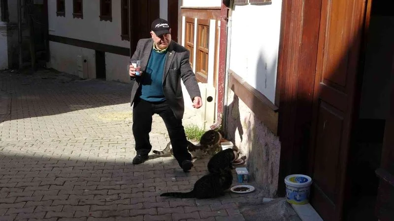 Dernek başkanı kedilere sahip çıkıyor
