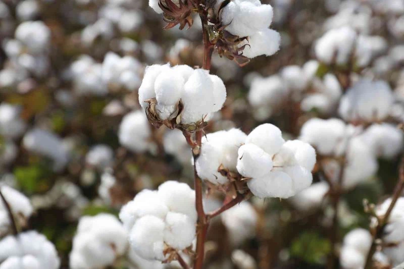 Türk pamuk tohumlarının AB ülkelerinde tescilli tamamlandı
