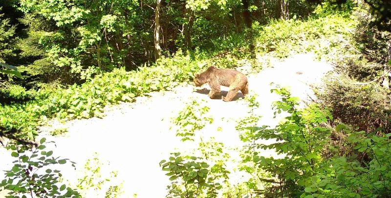 Yaban hayatı fotokapana yansıdı
