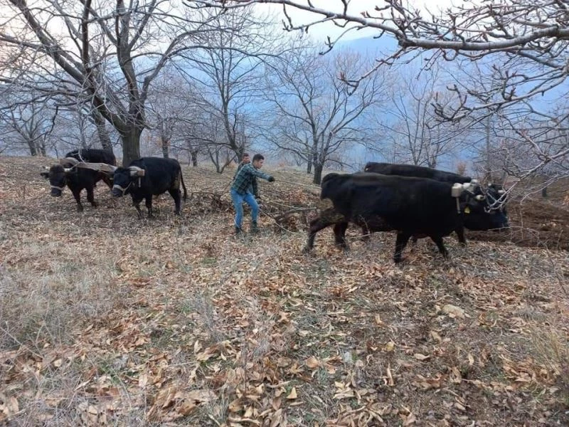 Aydın’da soğuklar bitti, tarım alanlarında çalışmalar başladı

