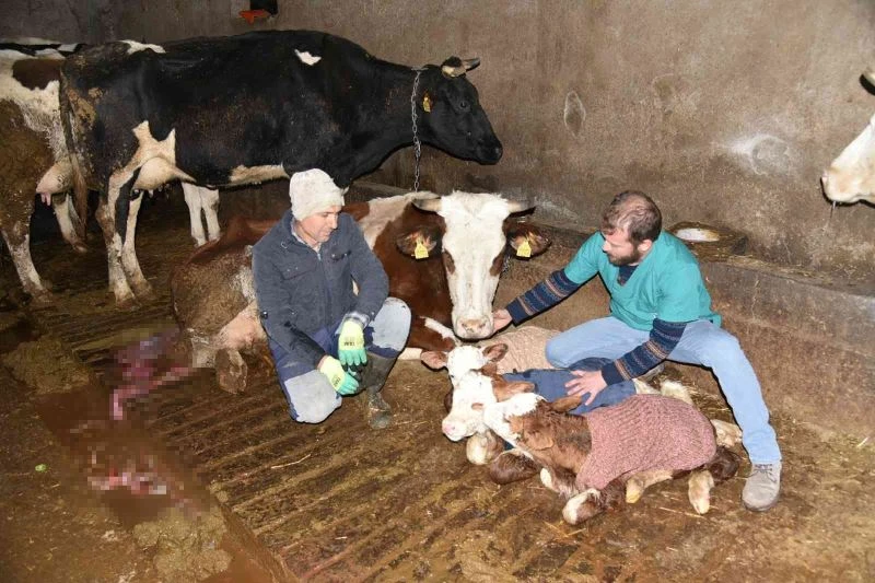 (Özel) Balıkesirli besiciye üçüz buzağı sürprizi
