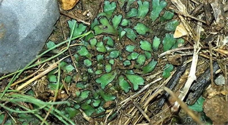 Mersin’de bulundu, bilim camiasına tanıtıldı
