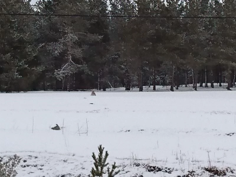 Nesli tükenme tehlikesi altında olan vaşak Çamlıçatak ormanlık alanında görüntülendi
