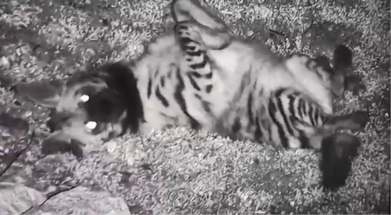 Hatay’da çizgili sırtlan fotokapana takıldı
