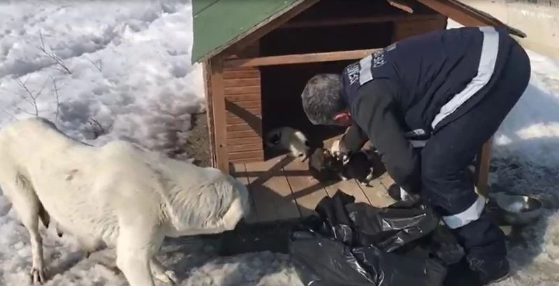 Annesiz kalan 11 yavru köpeği başka bir anne köpek sahiplendi
